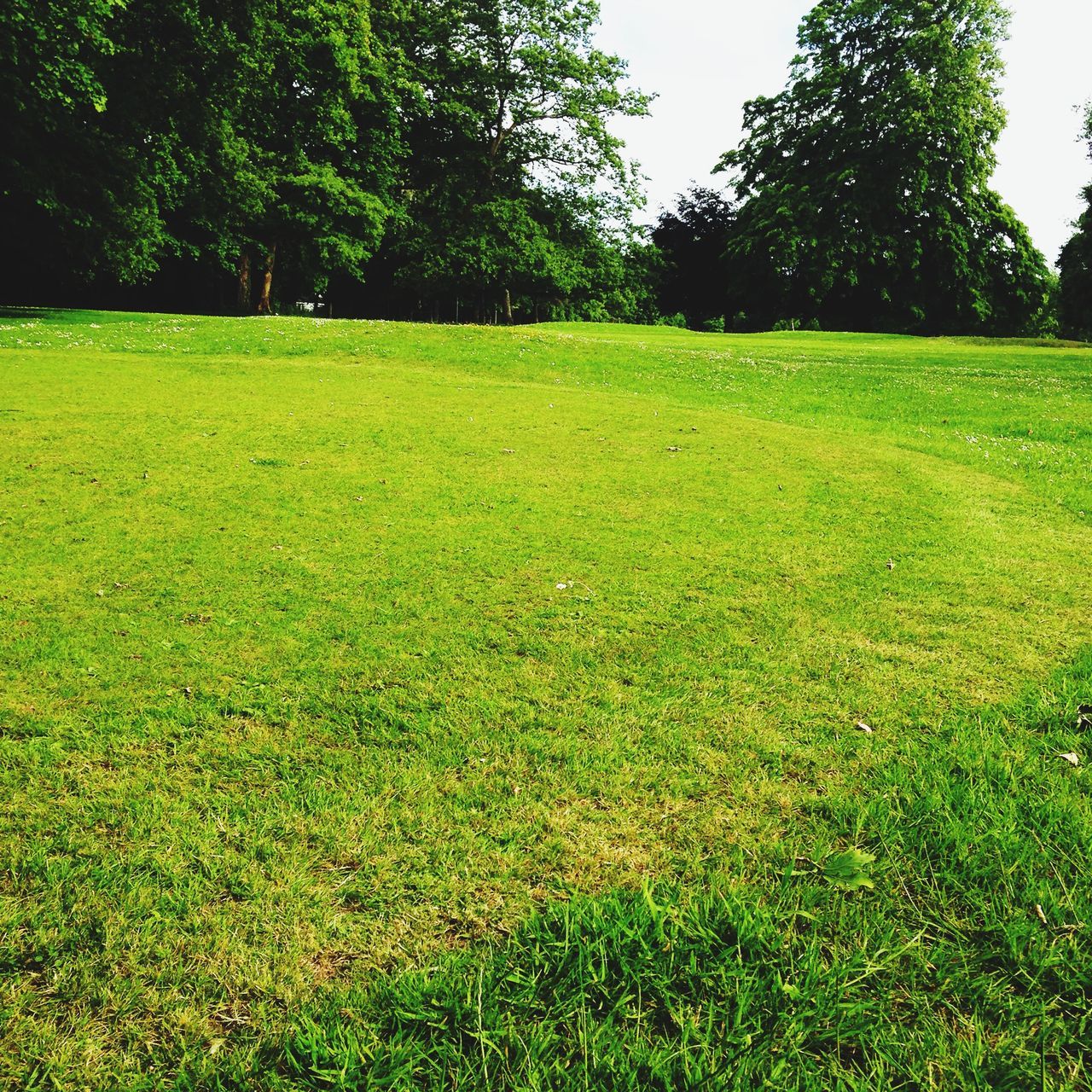 grass, green color, grassy, field, tree, growth, tranquility, tranquil scene, landscape, beauty in nature, nature, scenics, green, grassland, lush foliage, day, sunlight, lawn, outdoors, no people