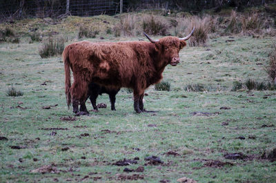 Cow on field