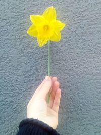 Close-up of hand holding yellow flower