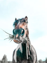Close-up of a horse against the sky