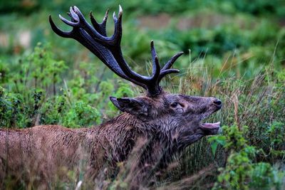 Close-up of deer in forest