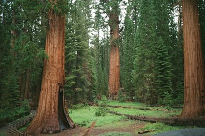 Trees in forest