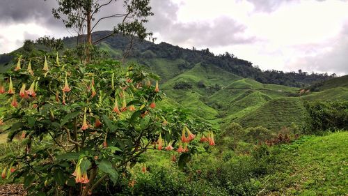 Scenic view of agricultural field against sky