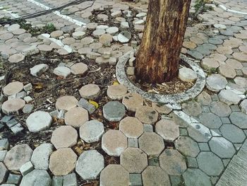 High angle view of stones on tree trunk