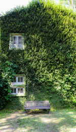 Ivy growing on old building