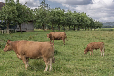 Cows standing on field