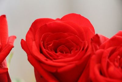 Close-up of red roses