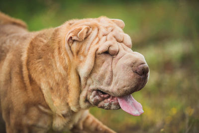 Close-up of a dog