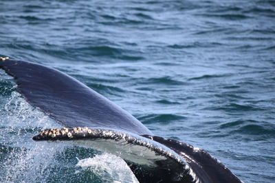 Close-up of whale swimming in sea