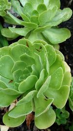 Close-up of fresh green cactus plant