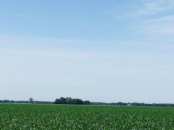 Scenic view of agricultural field against clear sky