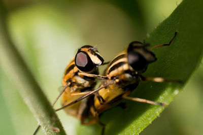 Close-up of insect on leaf