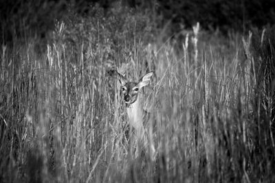 Portrait of deer on field