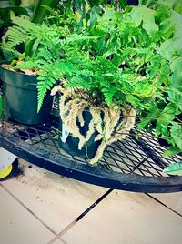 High angle view of snake on plant