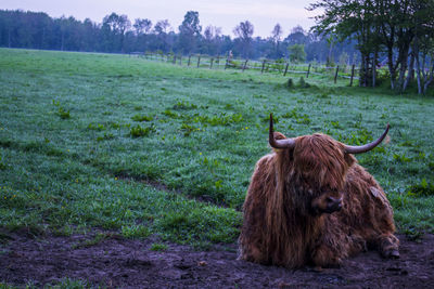 Highland cattle in the field by dawn