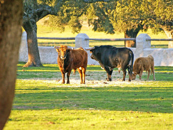 Horses on field against trees