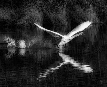 Bird flying over lake