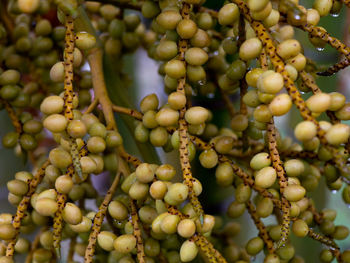 Full frame shot of fruits hanging on tree