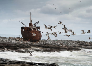 Seagulls flying above sea against abandoned ship on rocky shore