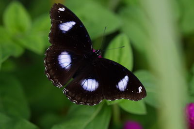 Close-up of butterfly pollinating flower