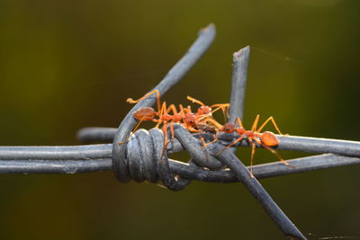 Close-up of insect on rusty metal