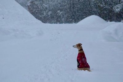 Dog in snow