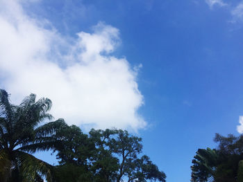 Low angle view of trees against sky