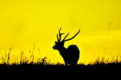 Silhouette deer standing on field against sky during sunset
