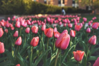 Close-up of tulips blooming on field