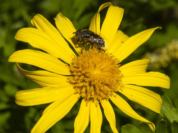 Close-up of insect on yellow flower