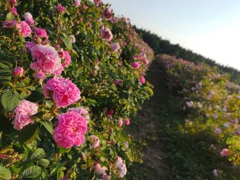 Close-up of pink flowering plants