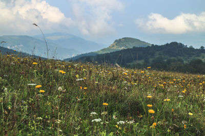 Scenic view of flowering plants on field against sky