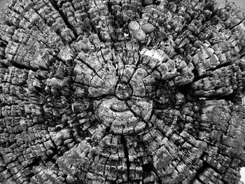 Full frame shot of tree stump