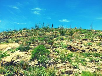 Scenic view of field against blue sky