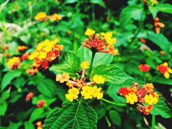 Close-up of yellow flowers blooming in park