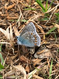 High angle view of butterfly on field