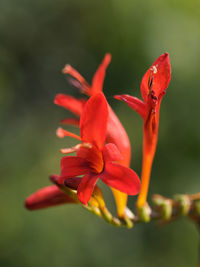 Close-up of red rose flower