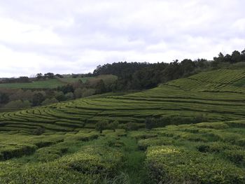 Scenic view of agricultural field against sky