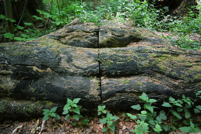 Close-up of plants