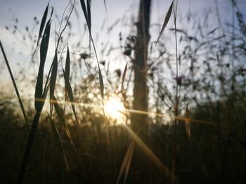 Close-up of stalks against sunset