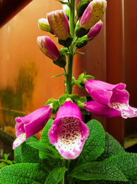 Close-up of pink flowers blooming outdoors