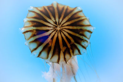 Low angle view of flowering plant against blue sky