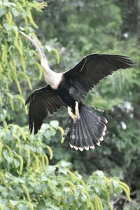 Close-up of anhinga flying