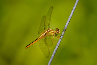 Close-up of damselfly on leaf