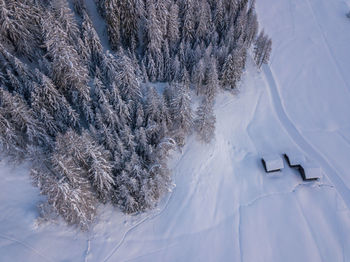 Snow covered pine trees on field during winter