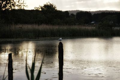 Swan perching on lake against sky during sunset