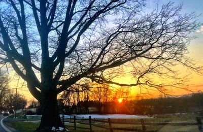 Silhouette bare trees on landscape against sky during sunset