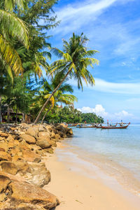Palm trees on beach against sky