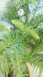 Close-up of green leaves