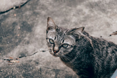Close-up of tabby looking away